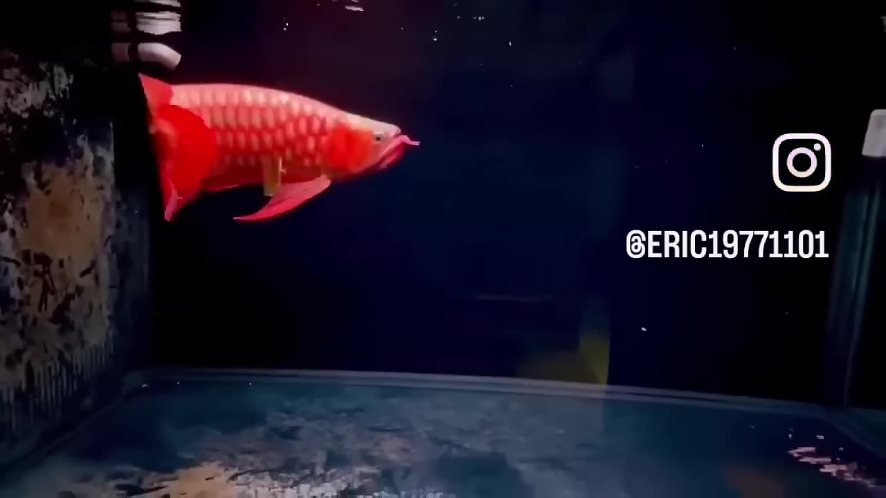 【龍爵士】玩家飼養紀錄 (2)