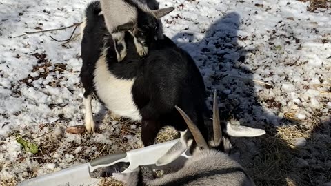 Baby Goat Riding on His Mother's Back