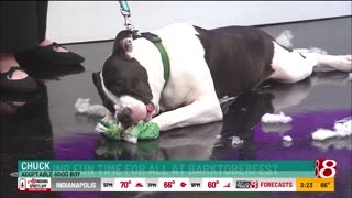 October 10, 2025 - A Preview of Barktoberfest in Westfield