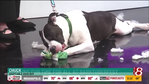 October 10, 2025 - A Preview of Barktoberfest in Westfield