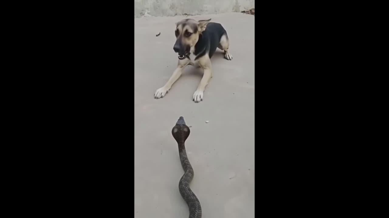 FEAR OF SNAKES