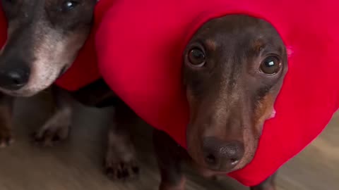 Adorable Dachshunds All Dressed Up For Valentine's Day! Forever holding my heart ❤️