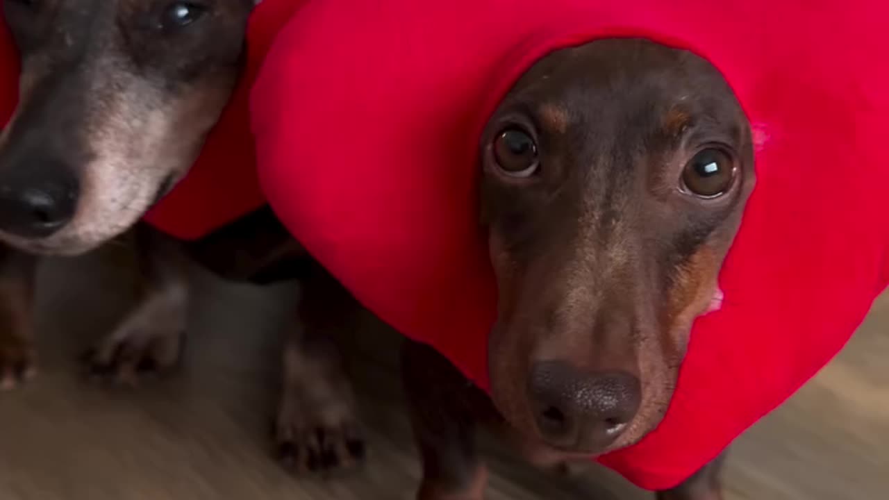 Adorable Dachshunds All Dressed Up For Valentine's Day! Forever holding my heart ❤️