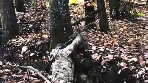 💪🔴 Ukraine Russia War | Ukrainian SOF Rangers Train for Combat | RCF