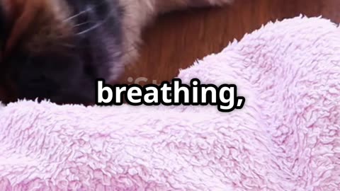 How to monitor your pet's condition