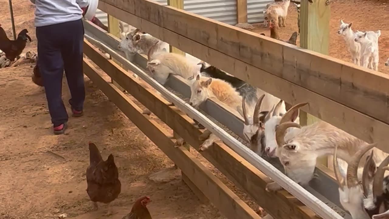 Feeding the Goats