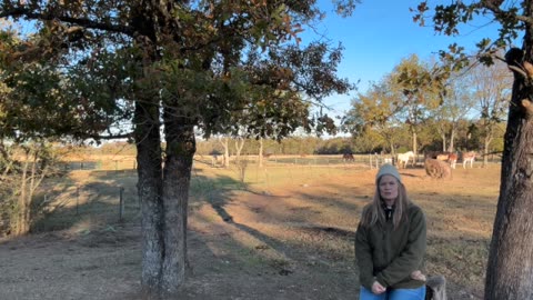 Morning Prayer, Daily Office