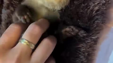 A family adopted a lost otter cub and gave it a warm home