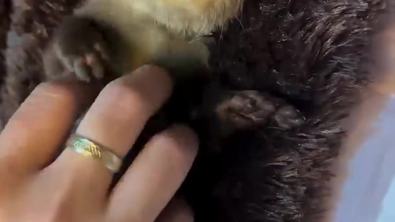 A family adopted a lost otter cub and gave it a warm home
