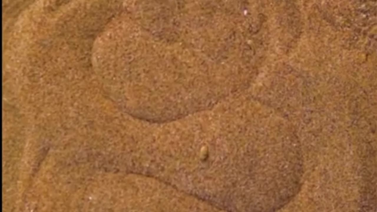 🤯✨ How Vipers Camouflage in Sand Will Blow Your Mind! | FeedMyCuriosity
