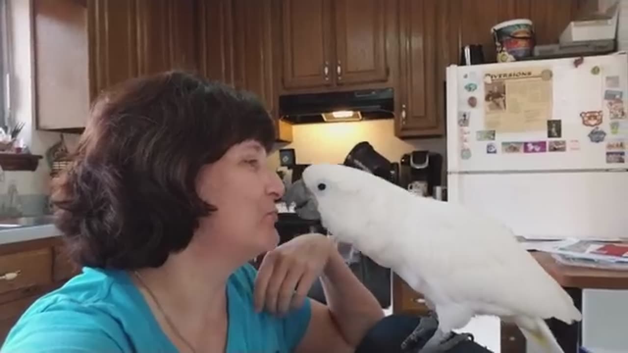 UPDATES - Bird Room, Onni Merchandise, And New Pet