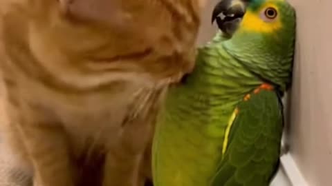 MY PARROT AND 🐈🦜😂