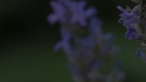 🙏🌟 Daily Prayer | Hope & Comfort | InGodWeTrustDaily