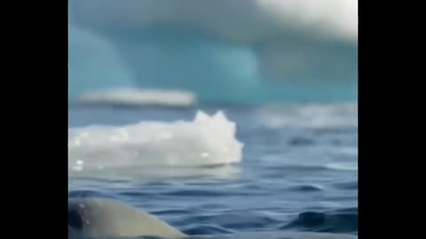 🔥Polar Bear Discovers Fish and Sea Lion Beneath the ice 😭 #trending #shorts