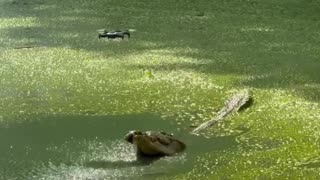 😂🐾 Another Slow Day in the Swamp | FunFM