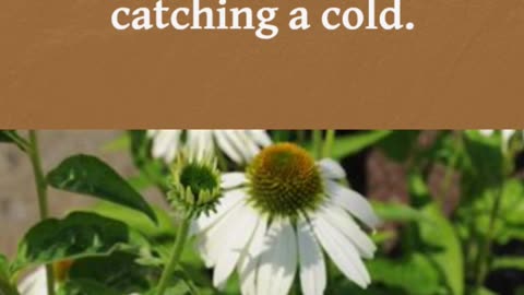 Stronger Immune System Starts with This Flower