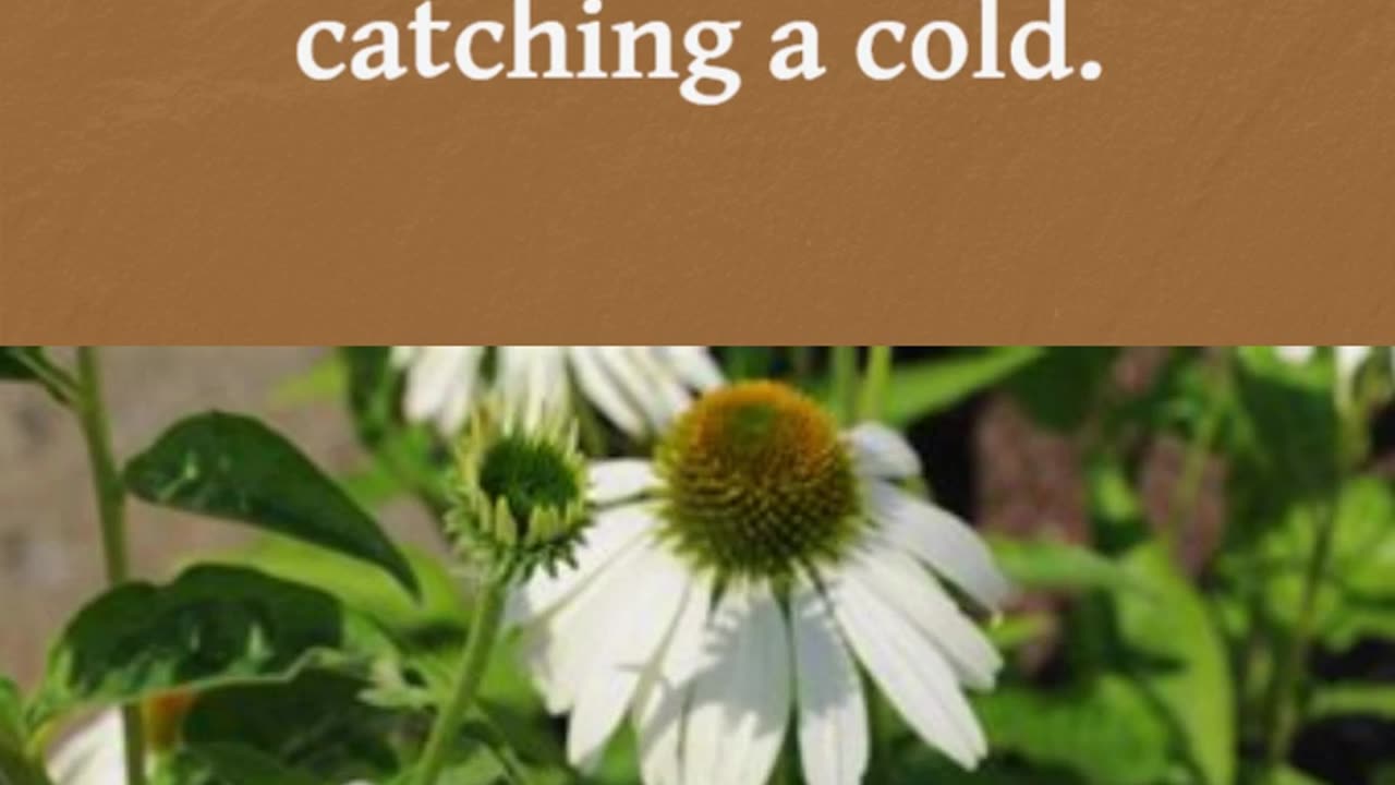 Stronger Immune System Starts with This Flower