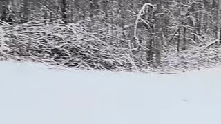 Winter Wonderland_ Snowy Scene's Beauty, Captured on Camera! #feedcats #snowfall #livingoffgrid