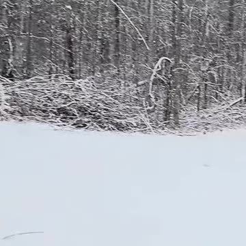 Winter Wonderland_ Snowy Scene's Beauty, Captured on Camera! #feedcats #snowfall #livingoffgrid