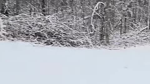 Winter Wonderland_ Snowy Scene's Beauty, Captured on Camera! #feedcats #snowfall #livingoffgrid