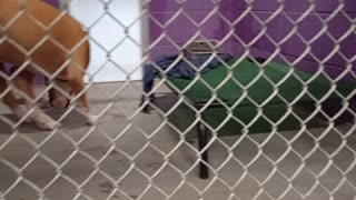 Kylo 4y Pet Id HSSAZ shelter_20250926_165700541