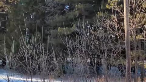 Deer jumps out in front of me~