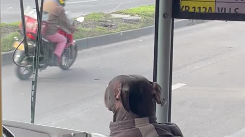 Dog Rides with Bus Driver