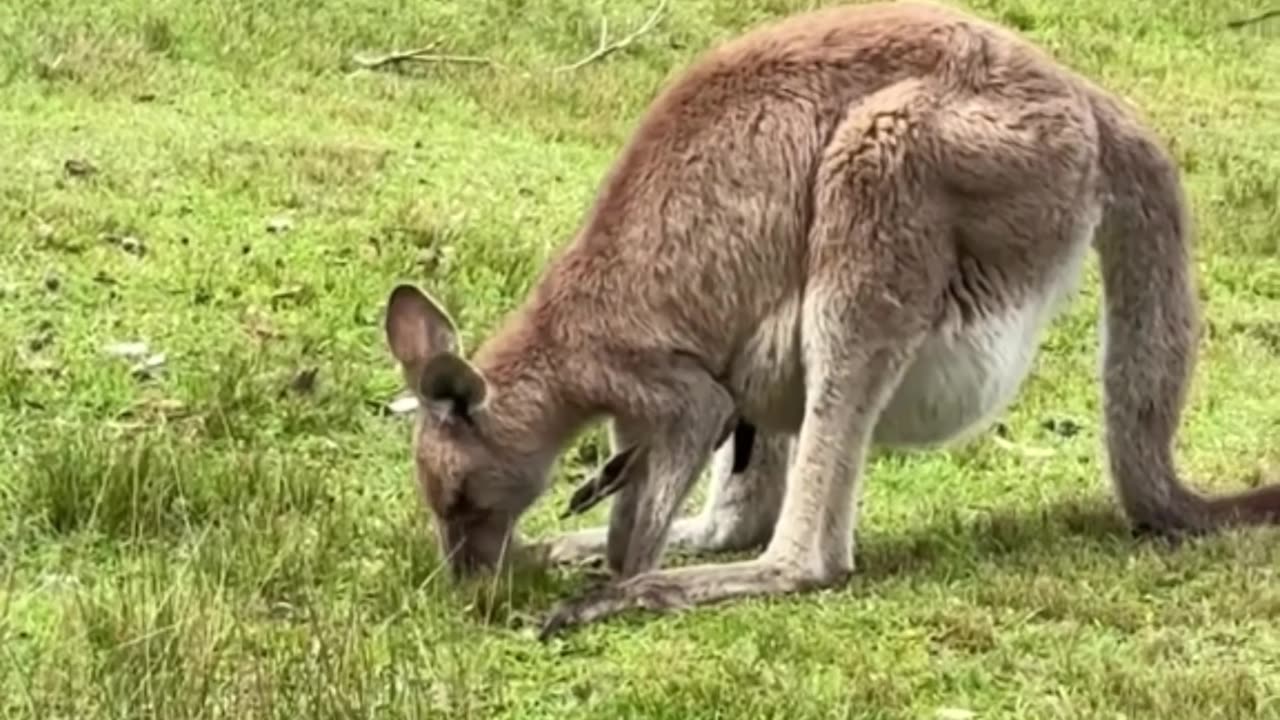 Kangaroo diaries only in Australia 🇦🇺