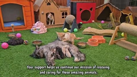 cat brings her kittens