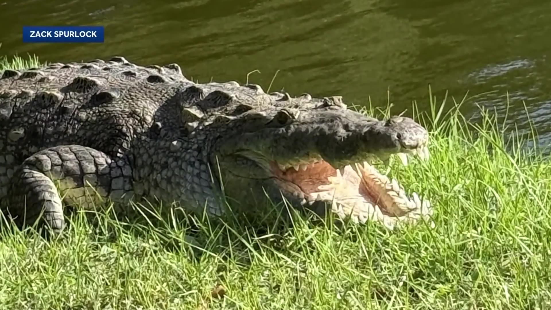 Crocodile spotted with dog in jaws near Florida homes