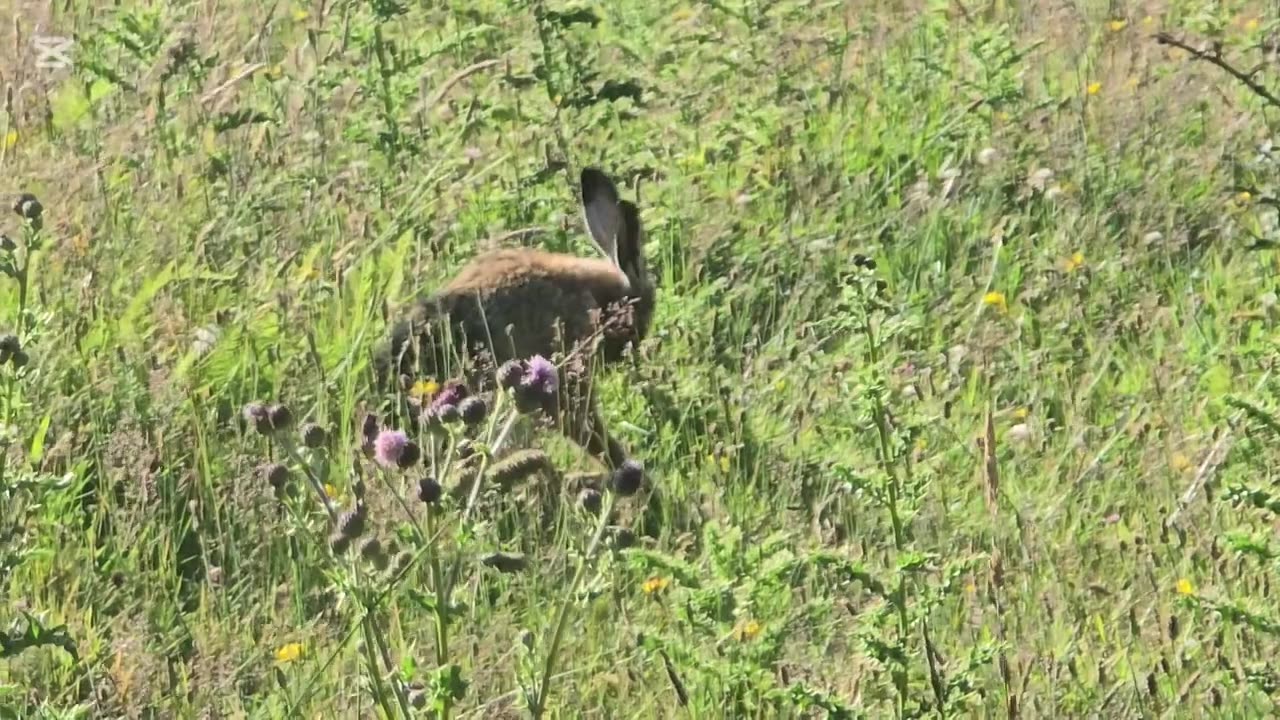 Overnight meat hunt, Deer hunting