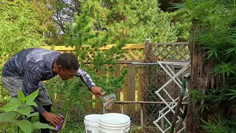 1st Time Growing! Skunk #1 Harvest