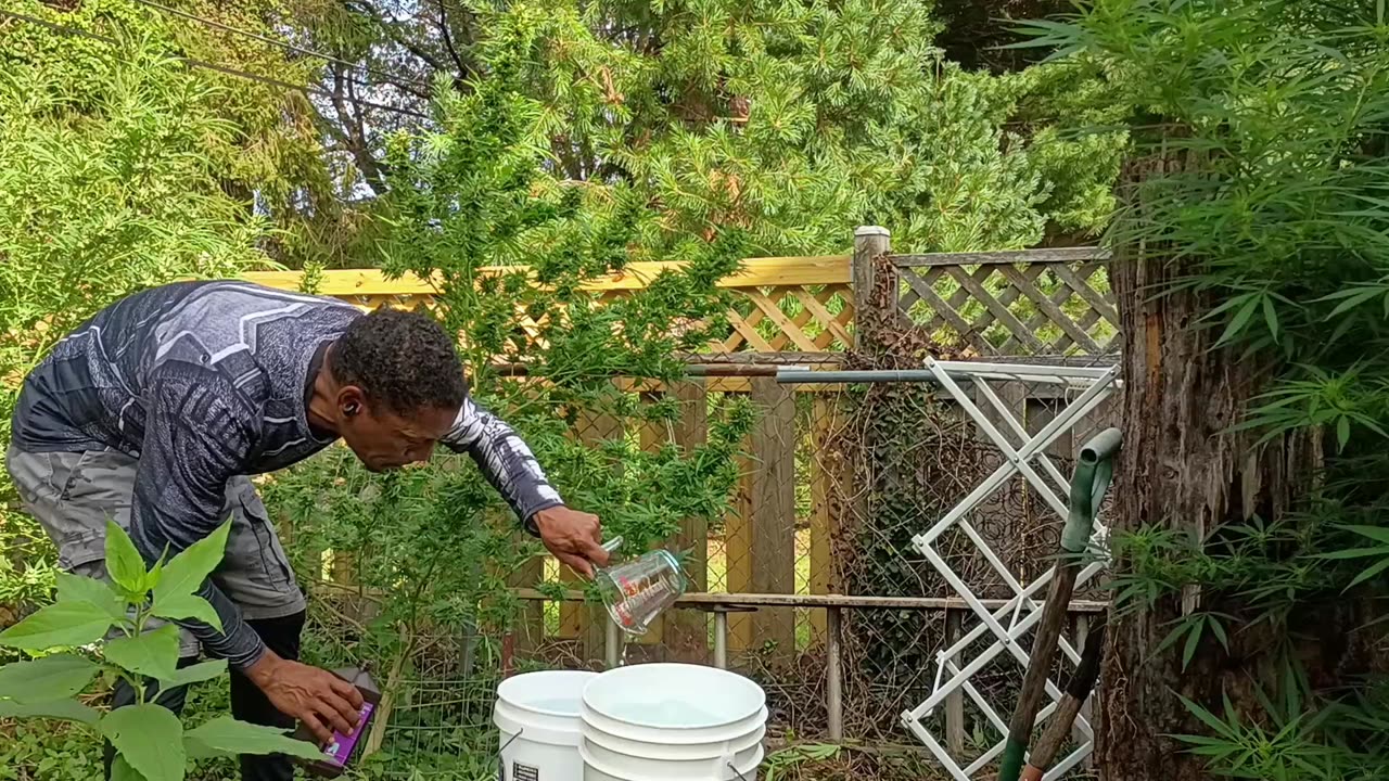 1st Time Growing! Skunk #1 Harvest