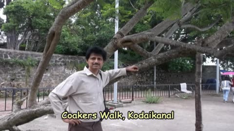 Walking the Edge of Heaven: Coakers Walk, Kodaikanal | Breathtaking Valley Views