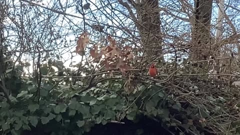 Northern Cardinal