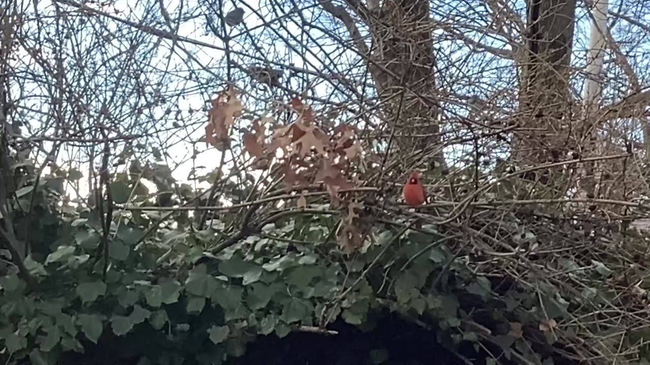 Northern Cardinal