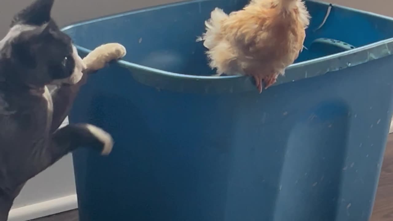 Cat Checking Out a Baby Chick