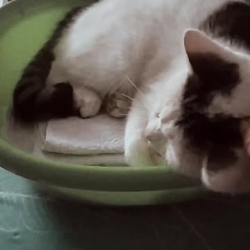 Look at this cat 🤯😁😸