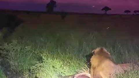 animals