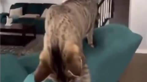 Blind cat gets excited whenever she smells her human