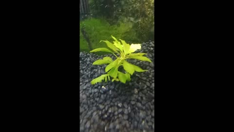 TNFISHKEEPER.COM™ 🐠 HYGRO WISTERIA #PLANT