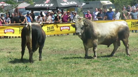 Peran od Milasa vs Vuki od Sablje Batin 2025