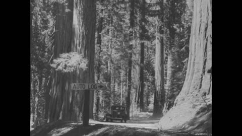 SEQUOIA GIGANTEA - SEQUOIA GIGANTEA - 48-71