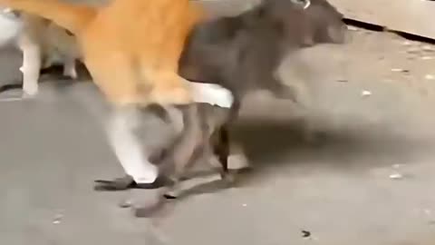 3 Cats vs Giant Rat