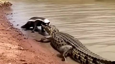 Hyena vs. Crocodile