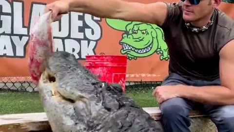 🦜👅 Watch This Daring Feeding of an Alligator Up Close! | FeedMyCuriosity