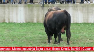 Korida Kutanja 2025 kod Bajre