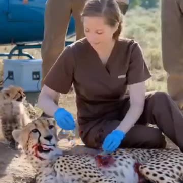 An Injured Mother Cheetah Is Helped By Two Zookeepers