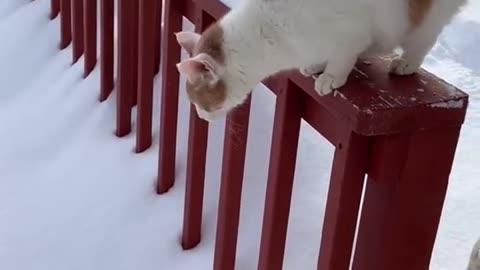 Funny Cat Moments_ Unmissable Hilarious Cat Antics!