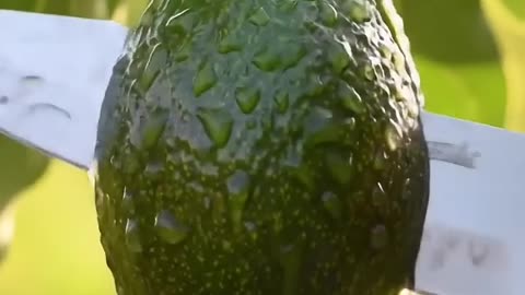 Avocado Cutting Satisfaying In Video